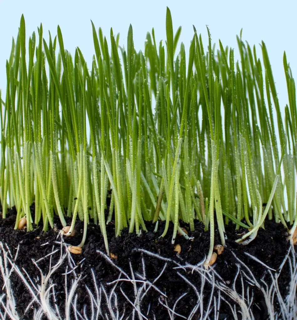 Dutchpro — Professional plant nutrients since 1985